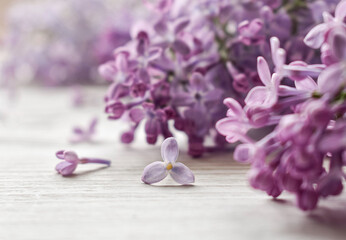 Purple lilac flowers, close-up on a white wooden background. Blur.