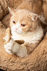 Top view of brown and white british shorthair cat, clutching a stuffed mouse, on bed, in portrait