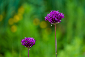 Purple flowers against a blurred background.