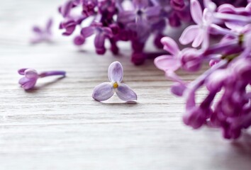 Fototapeta na wymiar Purple lilac flowers on a white wooden board, close-up. Blurred, soft background.