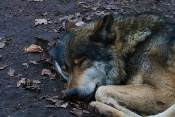 Close-up on a wolf that sleeps in the forest under a tree.