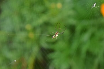 spider on the web
