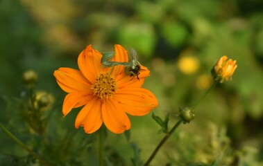 mantis on flower