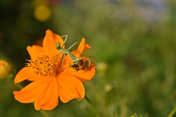 mantis on flower