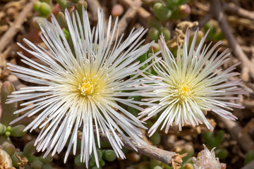 Macro view on a family of white carpobrotus