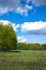 Obraz premium A field of green grass and a tree. In the distance, you can see the forest. Blue sky and white clouds
