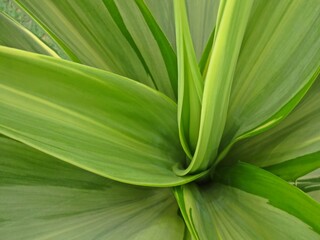 Obraz premium green leaves background