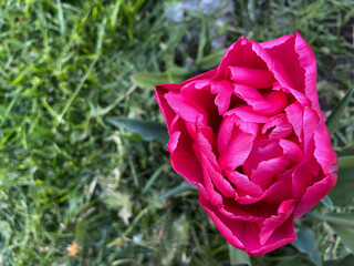 Pink flowerbud on the stem