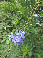 flowers in the garden