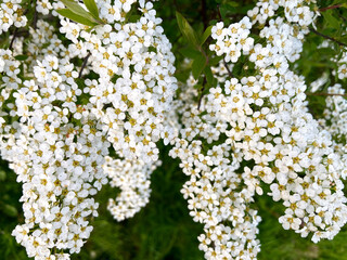 Small white flowers on the bush