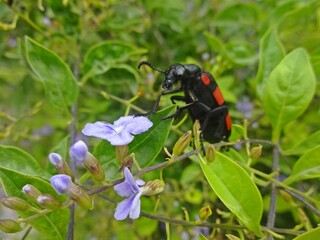 bug on a flower