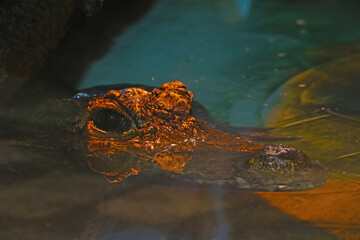 Close-up on the head of a crocodile with large teeth.