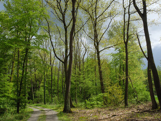 Fototapeta na wymiar Waldgebiet im westlichen Münsterland
