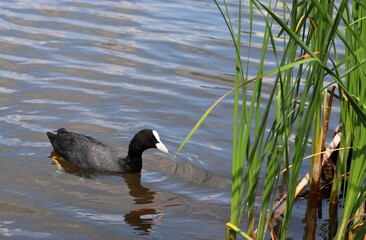 Eurasian coot, or common coot, or Australian coot (Lat. Fulica atra) of Rallidae family swimming among reeds. Adult aquatic bird. Black red-eyed waterbird.