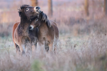 Exmoor love