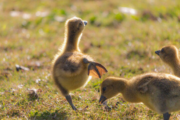 Running clumsy Greylag goose fluffy chick. Funny bird