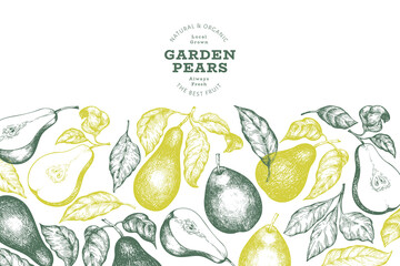 Pear design template. Hand drawn vector garden fruit illustration. Engraved style garden retro botanical banner.
