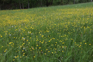 Field of spring flowers and sunlight. Ranunculus ficaria in park close up