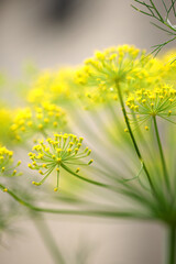 ハーブディルの花マクロ