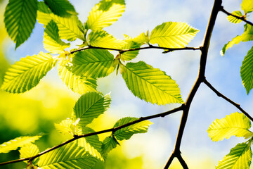 green leaves of a beech tree on a branch blue sky in the background