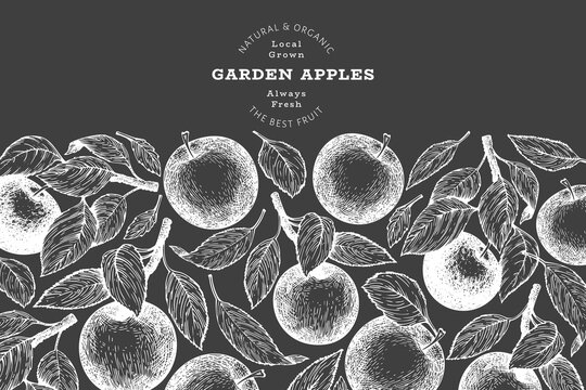 Apple branch design template. Hand drawn vector garden fruit illustration on chalk board. Engraved style fruit retro botanical banner.