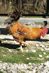Flamboyant rooster with orange, black and brown feathers