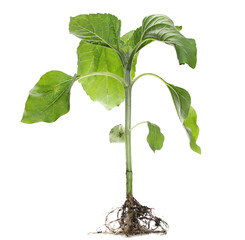 Young green sunflower stalk isolated on white background, sprouting plant