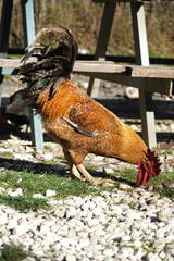 Flamboyant rooster with orange, black and brown feathers