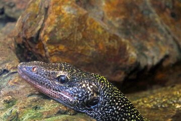 View of the monitor lizard in the park. A beautiful reptile.