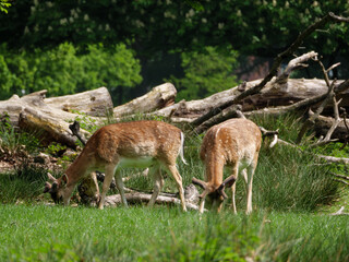 Wildpark und Natur im westlichen Münsterland