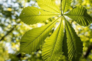 Green leaves of a chestnut on a branch, blue sky in the background