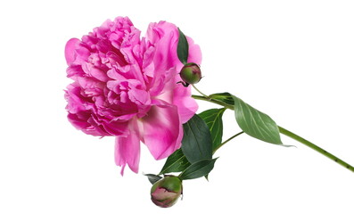 Peony flower with green leaves and buds on stem isolated on white background, clipping path