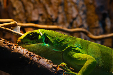 Close-up on a green lizard in the park.