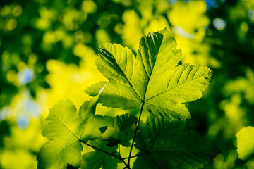 Fototapeta na wymiar Green leaves of a maple on a branch,