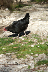 Black colored chicken feeding in the grass