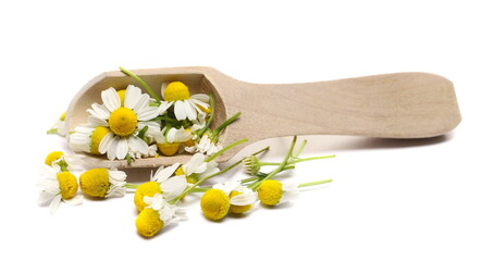 Chamomile flowers pile with wooden spoon, herbal plant isolated on white background, with clipping path