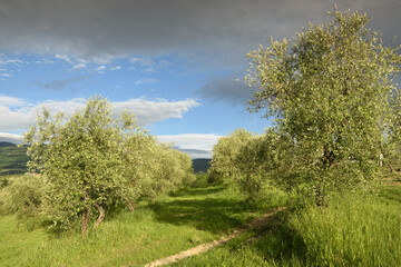 olive trees during spring season in Tuscany and blue cludy sky. Italy.