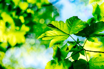 Fototapeta na wymiar Green leaves of a maple on a branch, blue sky in the background
