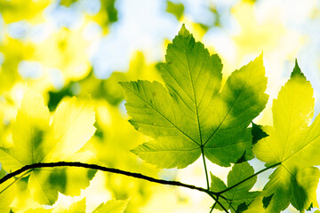 Green leaves of a maple on a branch, blue sky in the background