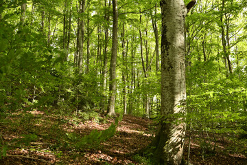 beautiful beech forest in the Apennine mountains near Arezzo. Italy