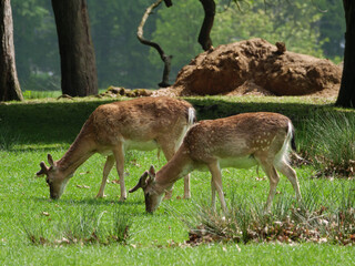 Wildpark und Natur im westlichen Münsterland