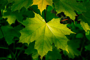 Green leaves of a maple on a branch,
