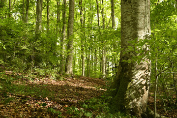 Fototapeta na wymiar beautiful beech forest in the Apennine mountains near Arezzo. Italy