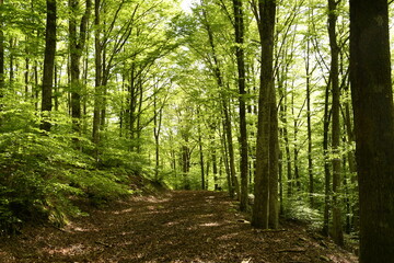 Obraz premium beautiful beech forest in the Apennine mountains near Arezzo. Italy
