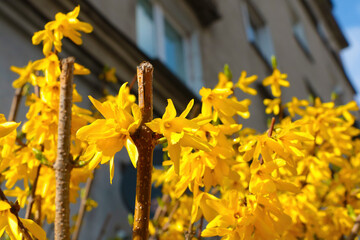 Bright yellow blooming forsythia in spring in the garden.
