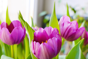 A bouquet of fresh blooming fragrant purple tulips. Congratulations on the holiday.