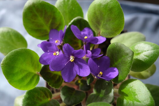 Close-up purple violet, blooming african violet