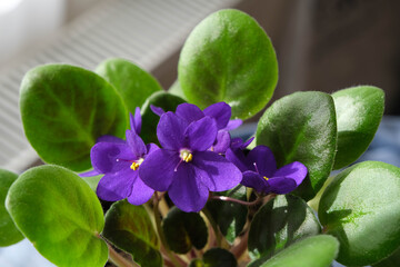 Close-up purple violet flower.
Spring time purple violet