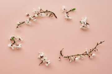 Blooming tree branch on pink background