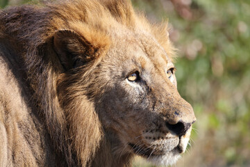 Afrikanischer Löwe / African lion / Panthera leo.